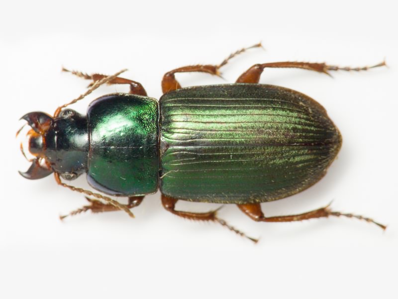 Harpalus affinis (Schrank, 1781)